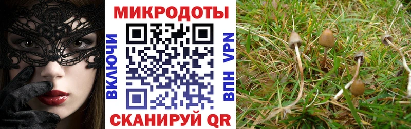 Псилоцибиновые грибы Cubensis закладка гидра сайт Правдинск